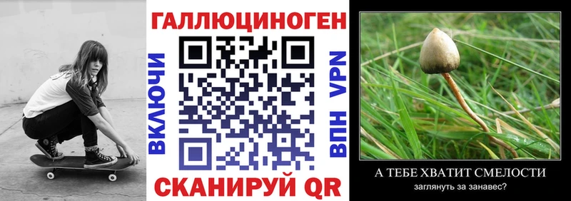 Галлюциногенные грибы Psilocybe Нововоронеж