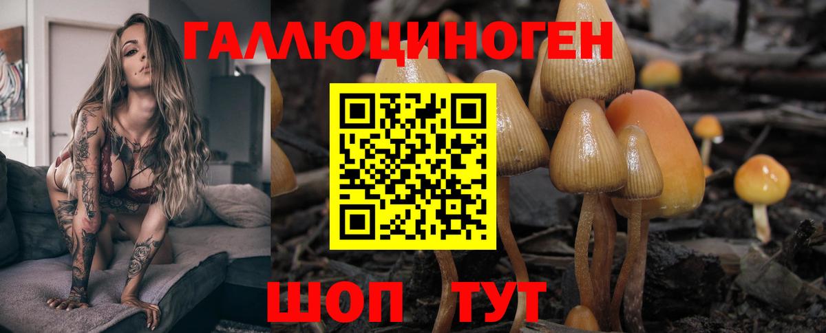 Нововоронеж  Псилоцибиновые грибы Psilocybine cubensis  Вход с VPN 